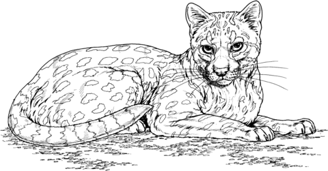 Ocelot Wild Cat Coloring Page